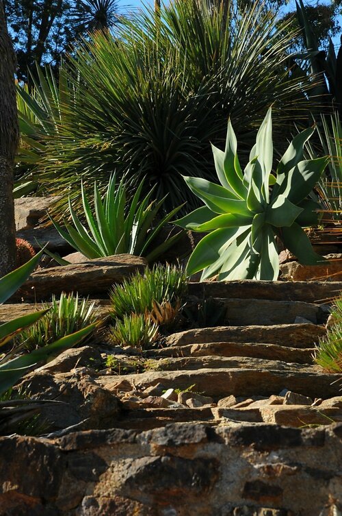 agave