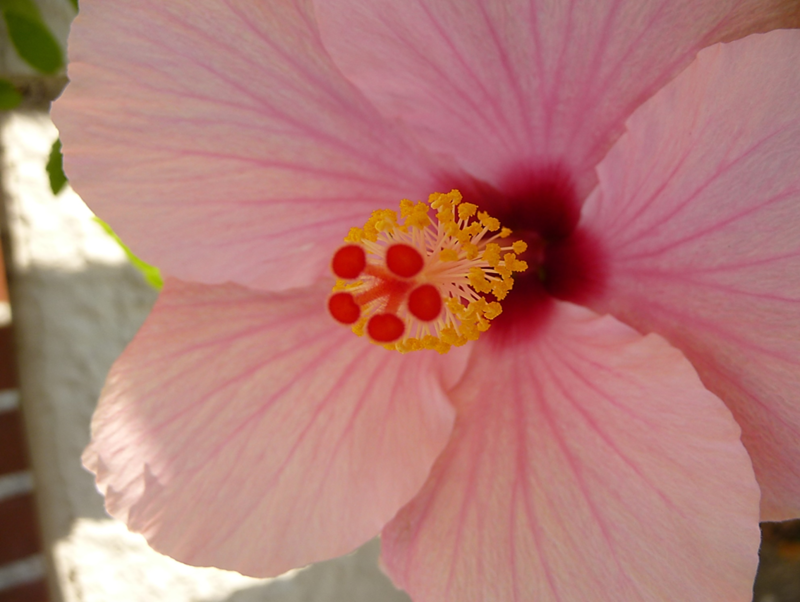 hibiscus 6