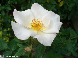 Sally_Holmes