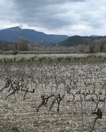 Vigne et abricotiers