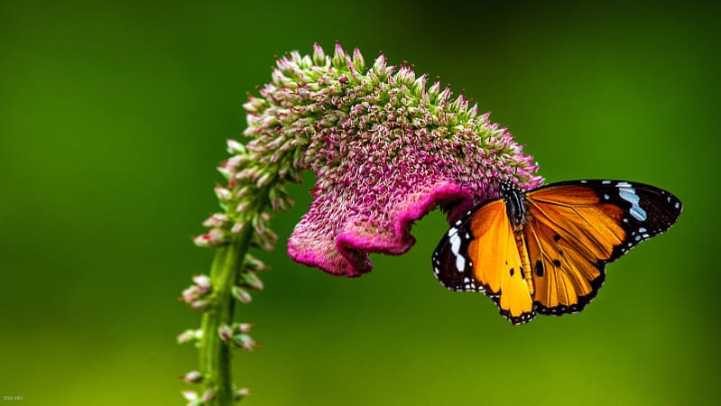 Photo-Nikkor-500mm-f-5-6E-PF-ED-VR-bis