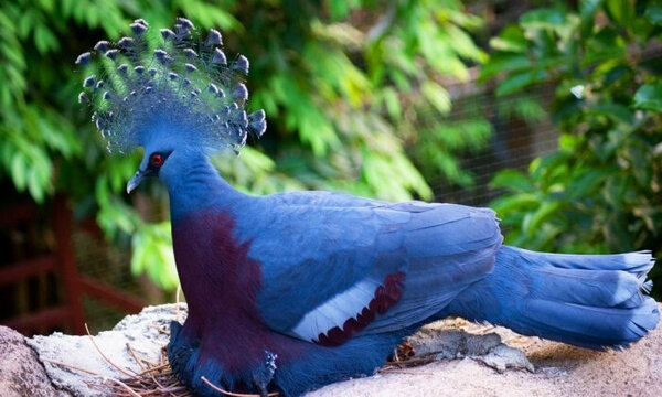 Victoria-Crowned-Pigeon-i-700x420-(J