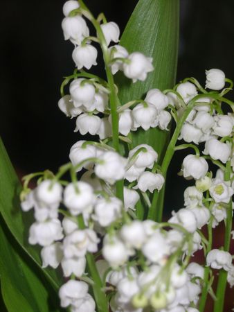 Muguet