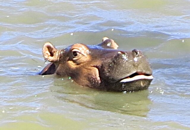 Hippo jeunot