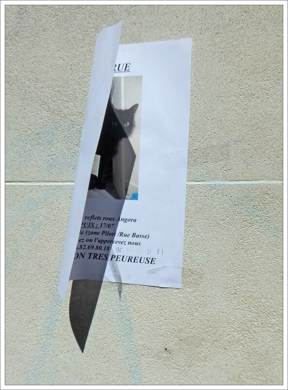 affiche chat perdu ombre 250716