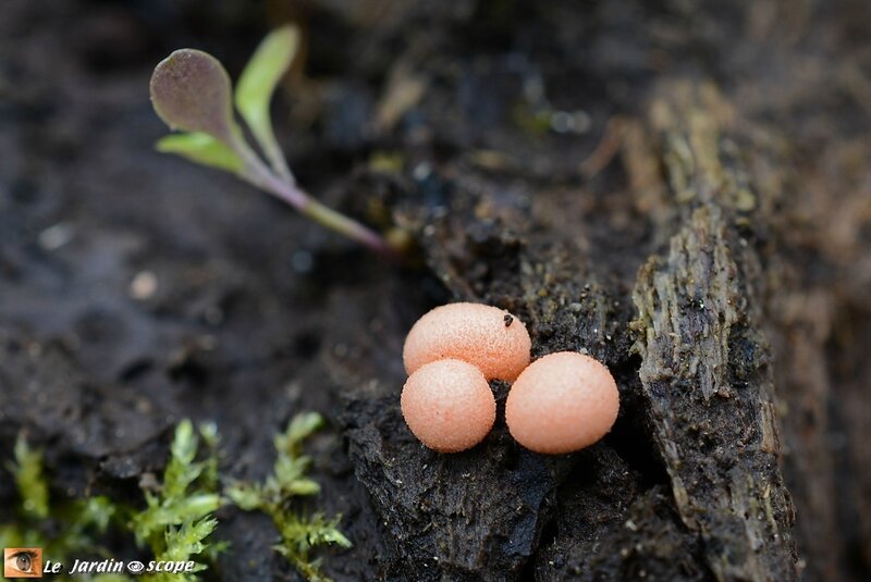 Lycogala-epidendron
