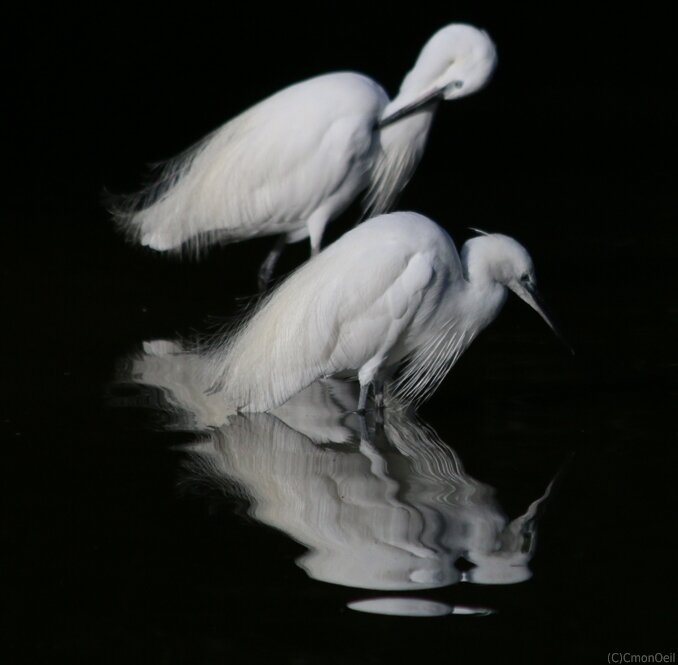 aigrette2