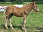 ERCULE duMaré deTer (Arthur du Frutil et Silvia du Marais) - Concours National - Samer (62) - 27 juillet 2014