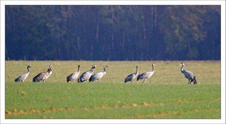 Montier lulu grues jour gagnage 191111