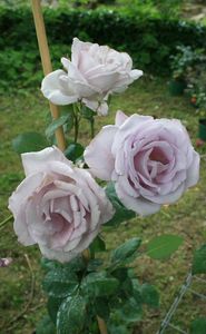 Fête des , roses à Veules et fêtes de fin d'année Nina 105