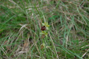 Ophrys_Araneola_4