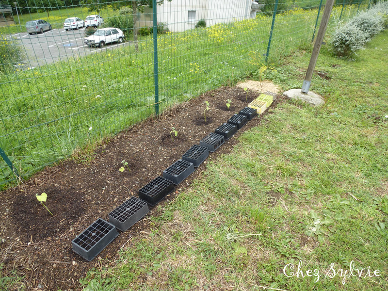 Bande courges grillage 23-06-30