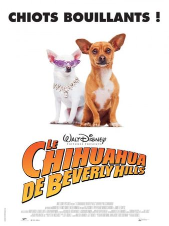 chihuahua_france_01