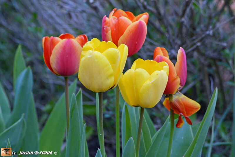 Tulipe-botaniques-rouge-et-jaune