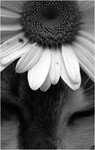 head__s_flower_by_ch0upinette
