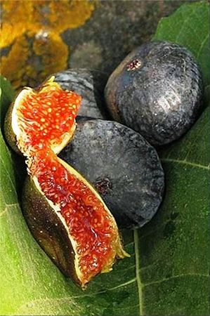 figues_400