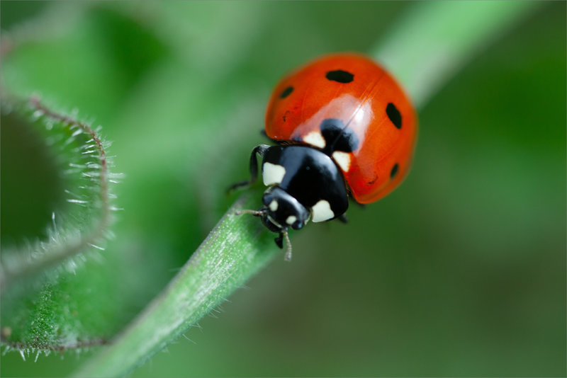 SM coccinelle 290323 1