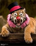 tigre_clown