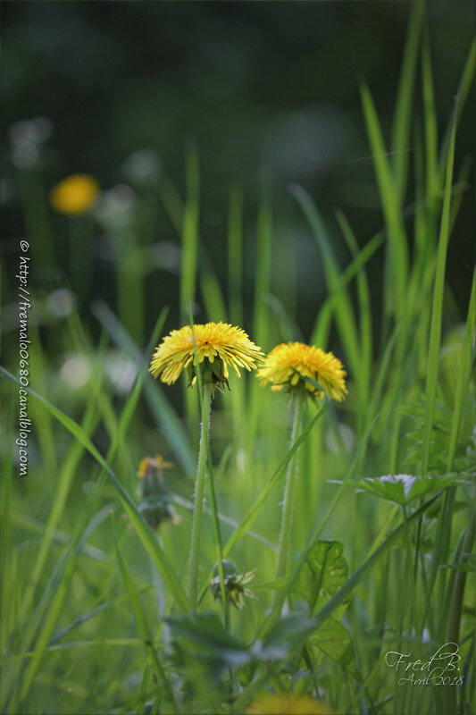 Taraxacum sp