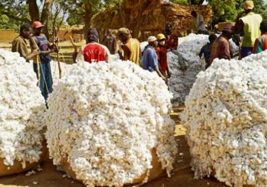 les producteurs de coton font confiance à l'agroindustrie(c)captagricnews_131