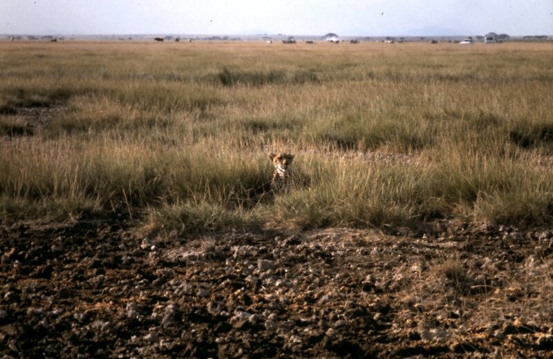 amboseli guepard e
