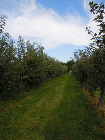 Cueillette pommes