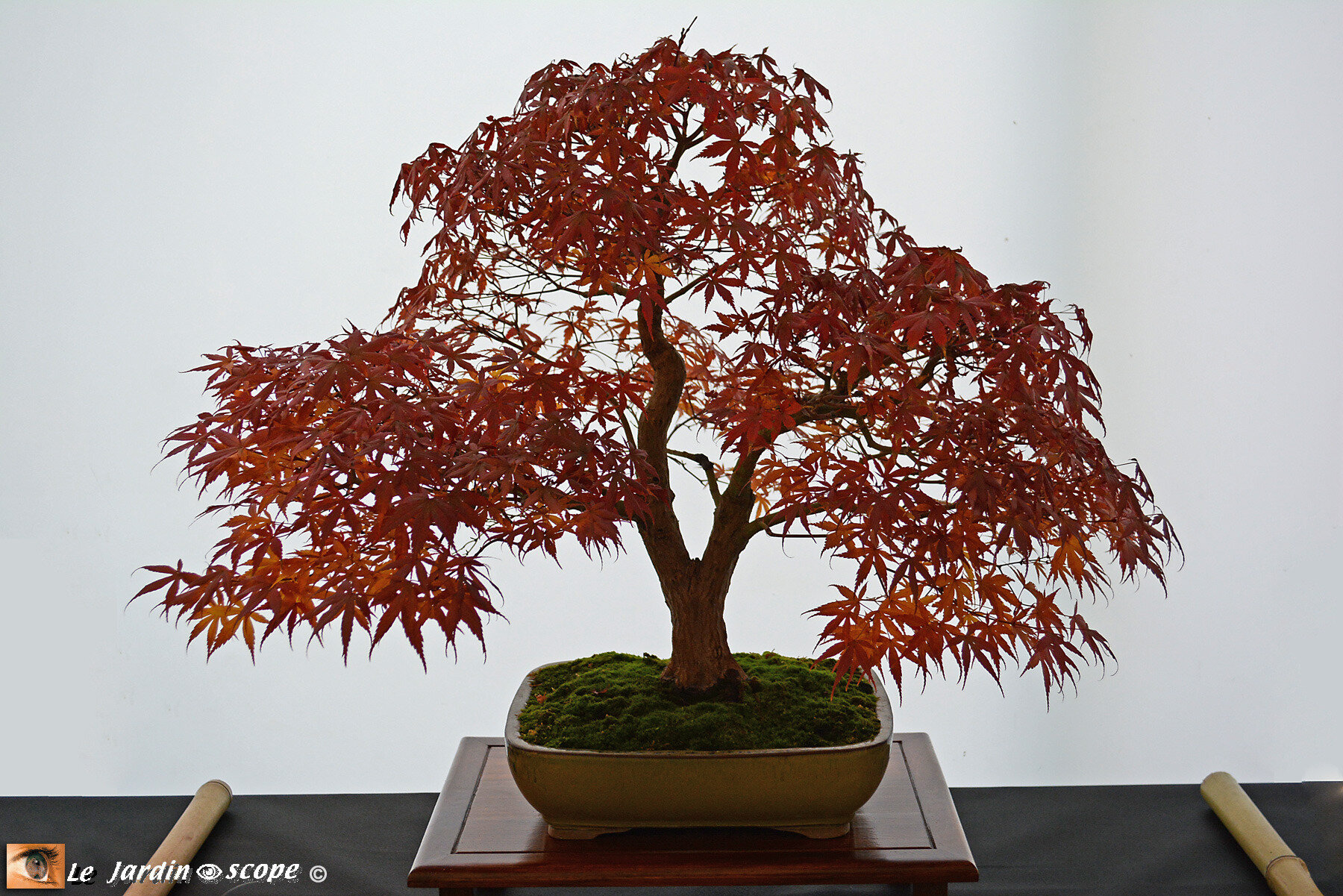 Erable du Japon - Acer Palmatum Katsura