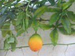 Fruit_de_la_passiflore_30
