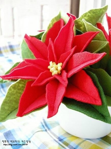 poinsettia (2)