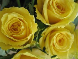 Roses jaunes01_04 2012