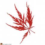 Feuille de l'Acer palmatum