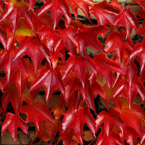 Parthenocissus_tricuspidata