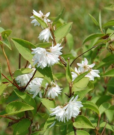 deutzia