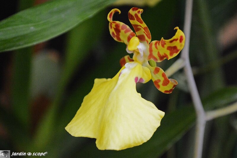 Orchidée-291