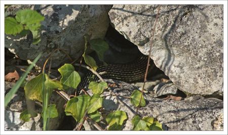 couleuvre V et J 1 020512