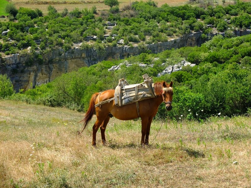 Les mules albanaises