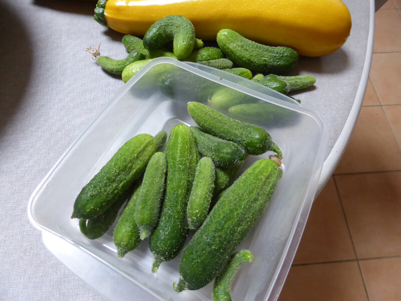 6-cornichons