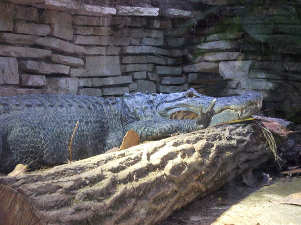 Alligator_de_Floride