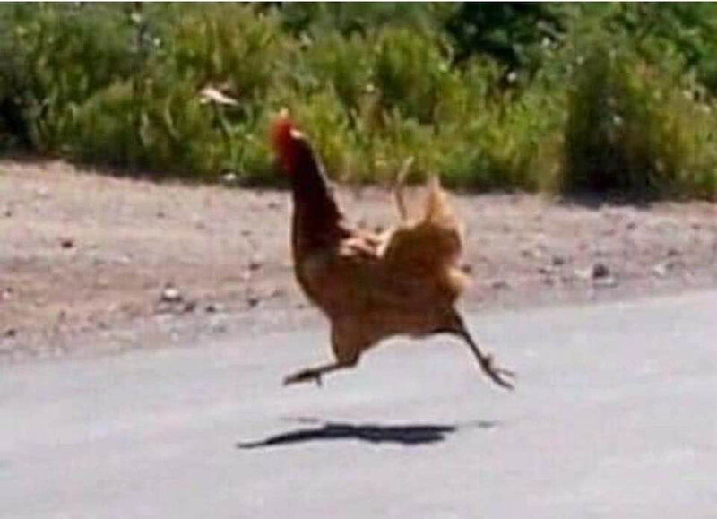 poulet-route