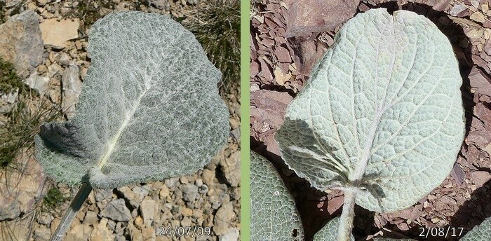 feuilles pétiolées largement ovale fortement nervées