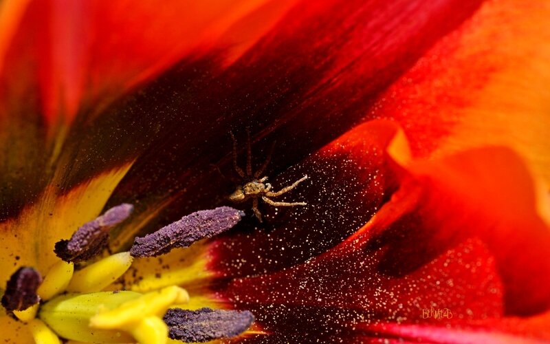 _DSC5313Tulipe araignée S