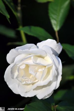 Rosier-Fee-des-Neiges-2