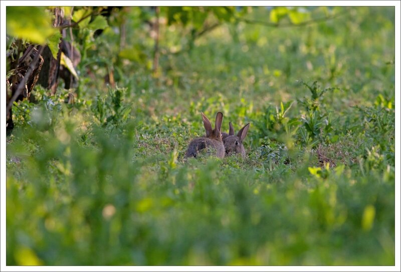 plaine vigne lapins 2 duo 140614