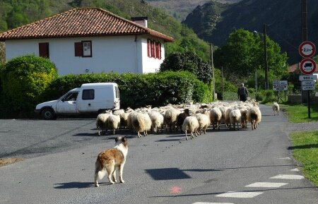 Village moutons