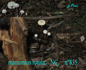 marasmius_rotula__n_835