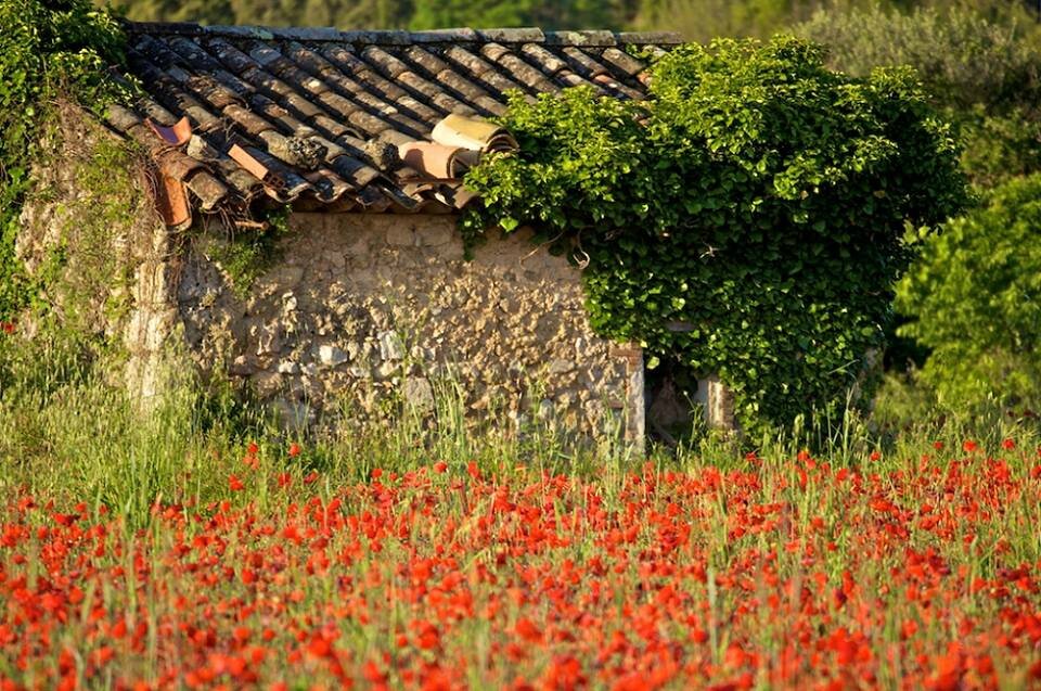 Cabanon dans les coquelicots