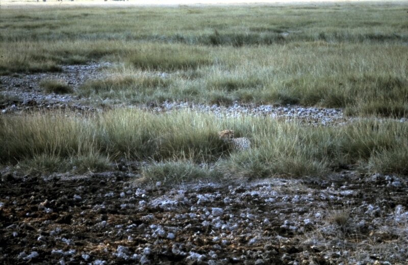 amboseli guepard c