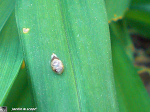Chrysalide_de_syrphide_2