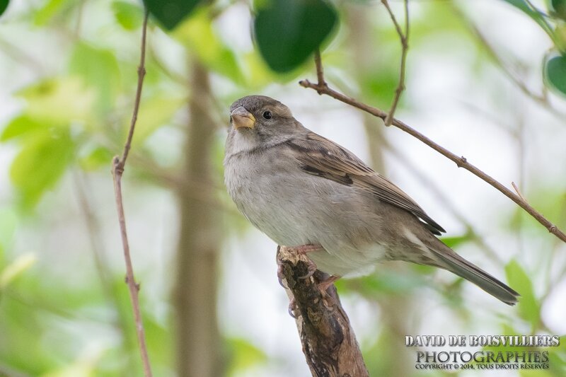 Moineau domestique
(Passer domesticus - House Sparrow)