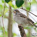 Moineau domestique (<b>Passer</b> <b>domesticus</b> - House Sparrow)